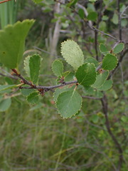 Betula pumila