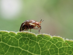 Steganopsis melanogaster