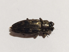 Chrysobothris acutipennis