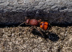 Dasymutilla quadriguttata