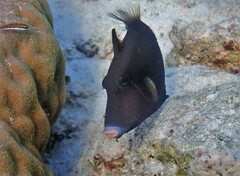 Sufflamen chrysopterum