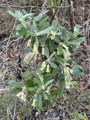 Billardiera sericophora