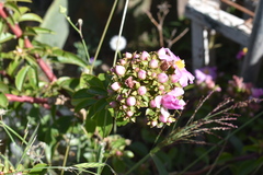 Pereskia grandifolia
