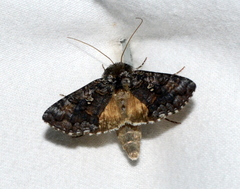 Syngrapha octoscripta