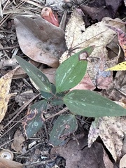 Smilax