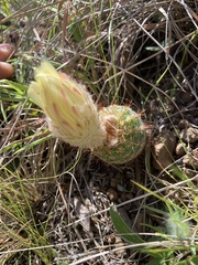 Parodia tenuicylindrica