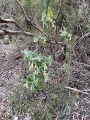 Billardiera sericophora