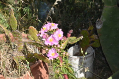 Pereskia grandifolia