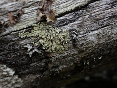 Parmeliopsis ambigua