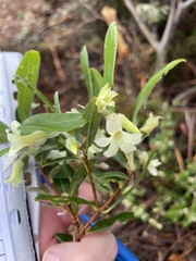 Billardiera sericophora