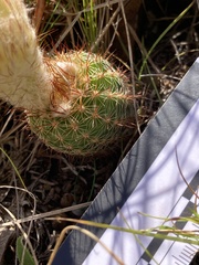Parodia tenuicylindrica