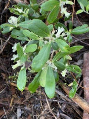 Billardiera sericophora