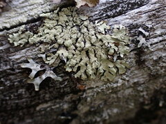 Parmeliopsis ambigua