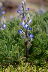 Lupinus bracteolaris