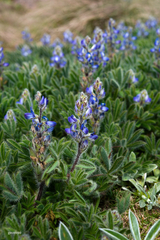 Lupinus bracteolaris