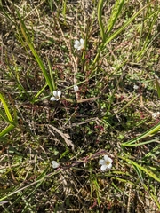 Saxifraga cernua