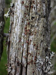 Ophioparma rubricosa