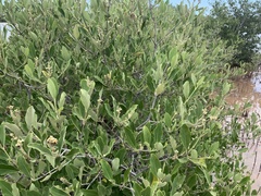 Avicennia germinans