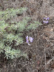 Lupinus variicolor