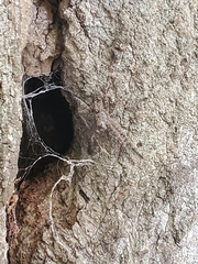 Pardosa mercurialis