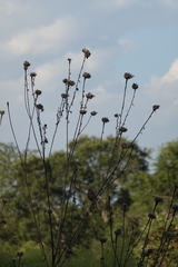 Plectocephalus americanus