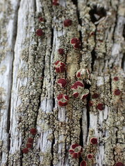 Ophioparma rubricosa