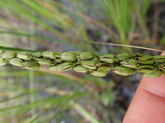 Triglochin maritima