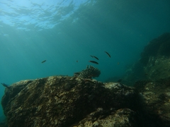 Thalassoma lucasanum