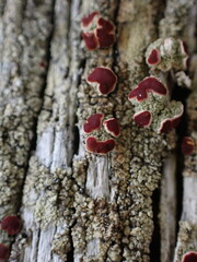 Ophioparma rubricosa