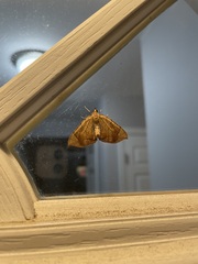 Eulithis diversilineata