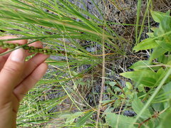 Triglochin maritima