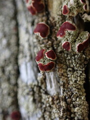 Ophioparma rubricosa