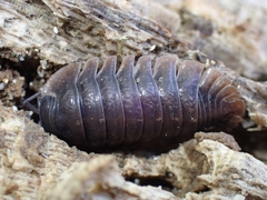Armadillidae