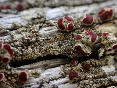 Ophioparma rubricosa