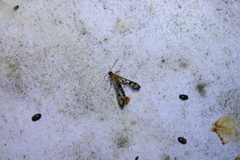 Synanthedon acerni