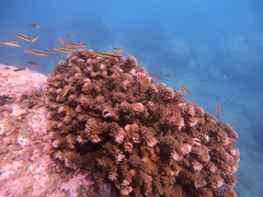 Thalassoma lucasanum
