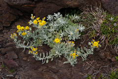 Senecio ostenii