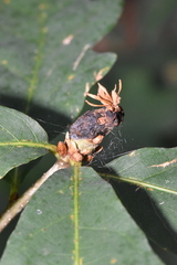 Neuroterus quercusbatatus