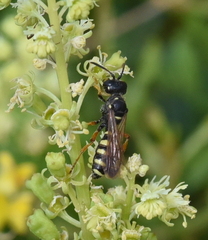 Cerceris ruficornis