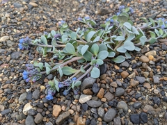 Mertensia maritima