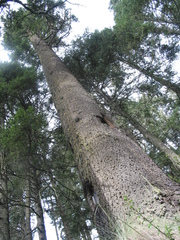 Abies religiosa