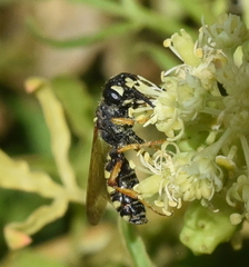 Cerceris ruficornis