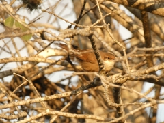 Tarphonomus certhioides