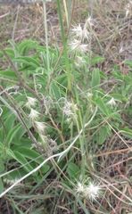 Bouteloua rigidiseta