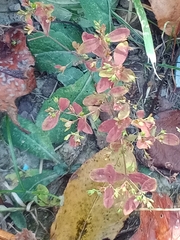 Hypericum virginicum