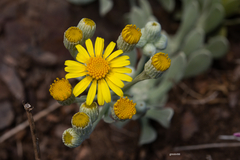 Senecio ostenii