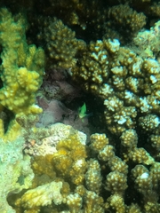 Microspathodon dorsalis