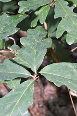 Neuroterus quercusbatatus