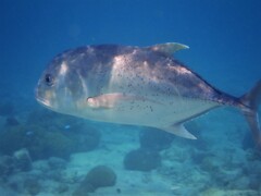 Caranx ignobilis