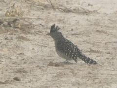 Thamnophilus doliatus